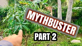3 Mango growing myths Part 2
