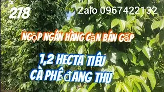 Ng&ocirc;p nợ ng&acirc;n h&agrave;ng b&aacute;n1,2 hecta c&oacute; b&aacute;n 40 m mặt đường 1000 tủ ti&ecirc;u đang kinh doanh 1000 c&agrave; ph&ecirc; gi&aacute; rẻ
