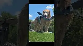 #wetdog #poolfun #dogswim