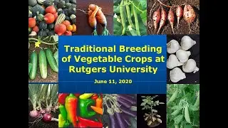 RU Ready 2 Garden Ep. 7 - Traditional Breeding of Vegetable Crops at Rutgers University