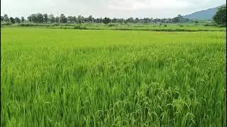 ଧାନ// Dhan// @TrinathTV-r8j  #viralvideo #dhan #krushakodisha 