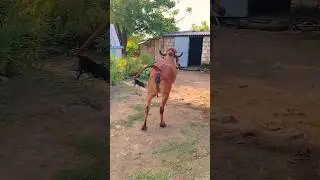 #cow Gau Mata Gir Gai #shorts #youtubeshorts #village