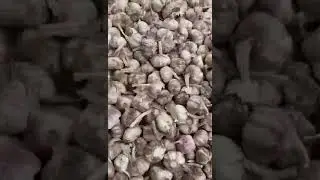 Garlic Price June 3, 2023