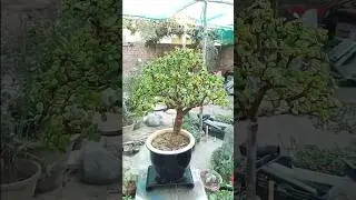 How is My Simple and Beautiful Jade Plant Bonsai #shorts