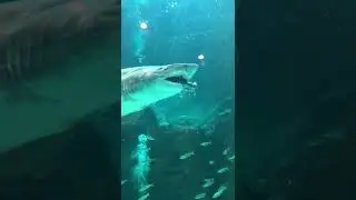 shark eat  a biggest fish 🐟
