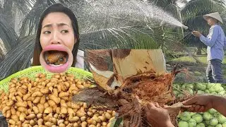 Relocating & Hunting for GIANT Sago Grubs! Country Life Food Vlog
