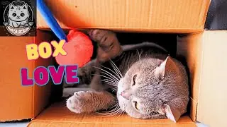 The Box Obsession: Why We Love Cardboard Boxes - by Meow Cat