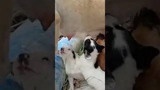 Street Dog Nursing Puppies #shorts #streetdog #puppies #brestfeeding #motherdog #newbornpuppies #fyp