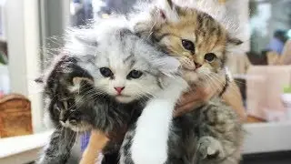 THE SCIENCE BEHIND WHY WE LOVE CATS! | What's Trending EXPLAINED