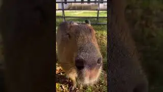 Capybara eats note and... #capybara #viraltiktok #viralshort #funnyshorts #mobilegame #indiegame