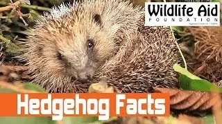 Facts about the European Hedgehog