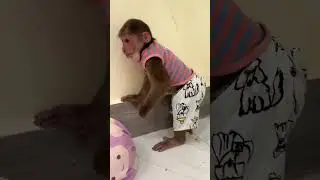 Adorable monkey Jack hilarious activity at the corner carry plate