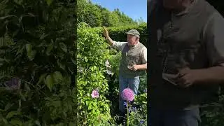 Clematis &ldquo;Nelly Moser &ldquo; climber for walk ,fence or arch  @pergolanurseries_garden_corner