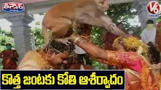 Monkey Blessing New Couple in Mulugu | V6 Teenmaar News