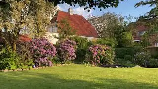 Garden sunset - 4K natural sounds - Denmark summer