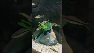 torpedo barb fish angel fish #shorts #aquarium #short tech#techandadbiiresource #pets #animals