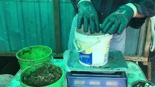 Feeding Food Scraps to 20000 Worms