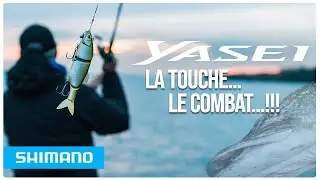 LA TOUCHE, LE COMBAT ! Grosses perches et gros brochets avec les nouveaux leurres Yasei.