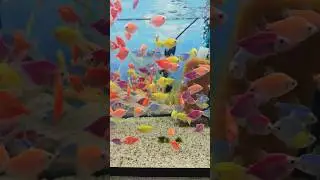 ✅ Ternecia Glo  - 16лей🇲🇩 г.Кишинёв #аквариумистика #кишинев #молдова #аквариум #garageaquarium