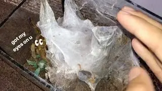 Mold outbreak in.. 