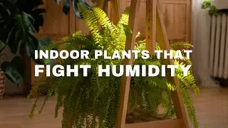 8 Indoor Plants That Naturally Absorb Humidity & Purify Your Home