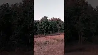 Tiger roaring in jungle #forest #tiger #roar