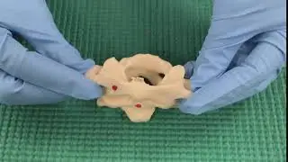 Atlas/Axis Movement Demonstration