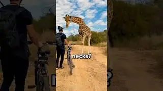 Why do Giraffes Actually Have Long Necks? 🤔
