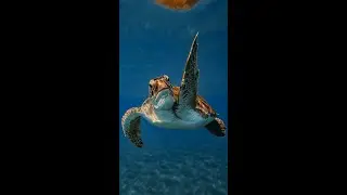 3 Quick Facts About Sea Turtles... 🐢🐢🐢#seaturtles #turtles #animalfacts #animals    #aquaticanimals