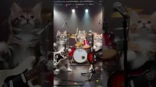 Rockstar Kittens: The Cutest Concert Ever! 🎶🐱 #KittenConcert #RockstarCats #FunnyCats #CuteAnimal
