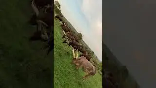 Ente z’enyankore. Reeba Ruhuzumu nyakuzaara 😍😍😍🥰
