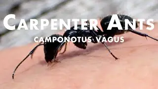 Scavando un tronco. Formiche nere Camponotus vagus all'opera.