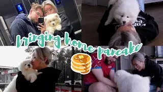 bringing home pancake  🥞 // first 2 hours with our new puppy