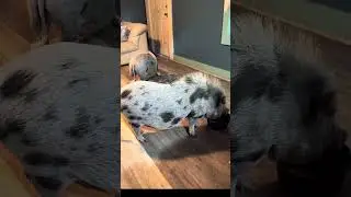 Странный факт о свиньях