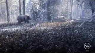 theHunter: Call of the wild Great One Wolf#4 grinding