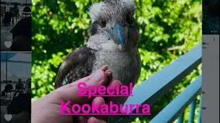 It’s all about this Special kookaburra Full of love 🥰!#love #nature #kookaburra #birds #wild 