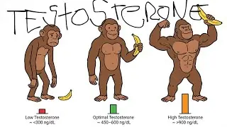 The Testosterone Trap Nobody Talks About