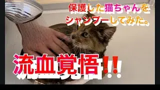 【捨て猫】流血覚悟‼️保護した猫ちゃんをシャンプーしました。