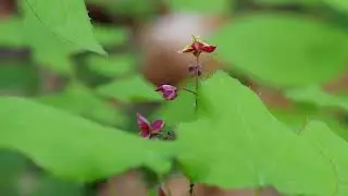 Epimedium alpinum.mp4