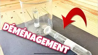 Camponotus Cruentatus #4 PREMIÈRES OUVRIÈRES + DÉMÉNAGEMENT