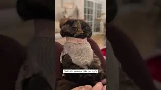 Part 36  #funny #cat#StoryTime