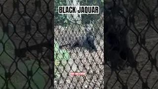 #jaquar #jaguar #cub #welp lion #leeuw #tiger #tijger #panther #panter #wolf #Artis zoo #Amsterdam.
