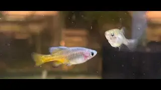 Skiffia francesae: Sparring males