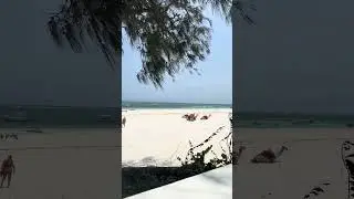 Kamele in Diani Beach #africa #kenya #animals #love #camel #iphone #travel