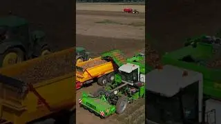 Harvesting Potatoes #shorts #farming #tractor #harvest #potato #AVR #new #agriculture #drone #dji