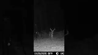 Big big shows up late#mississippi #foodplot #wildlife #whitetail #bucks #feeder #deer