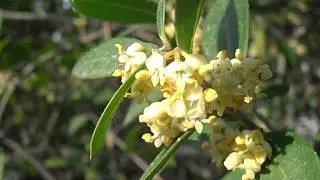 Labi&eacute;rnago negro en flor: Phillyrea latifolia (www.riomoros.com)