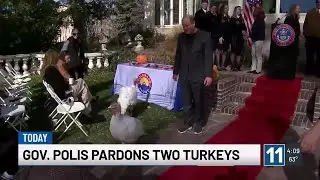 Colorado Governor Polis pardons two turkeys ahead of Thanksgiving