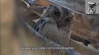 Family of COLLARED SCOPS OWLS with one Owlet, Singapore