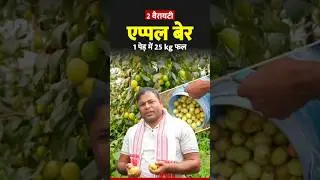 This Apple ber Variety yeilds 25kg fruit per Plant #appleberfarming #appleber